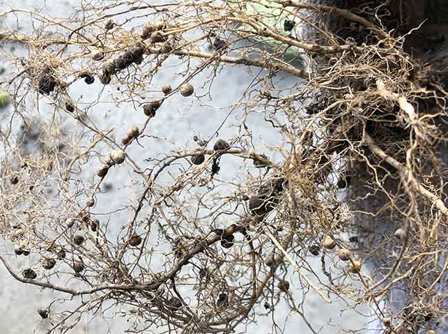 マメ科植物の根に付いている根粒菌