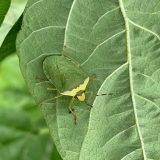 インゲンに寄生するカメムシ