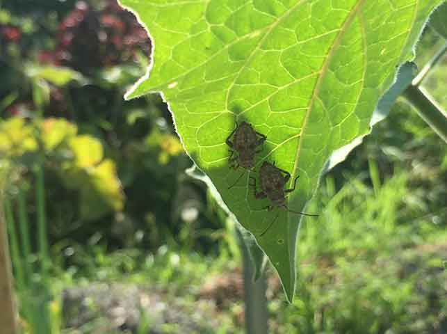 ほおずきトマトに寄生するカメムシ