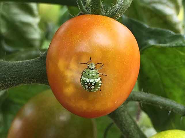 トマトを吸汁加害するカメムシ