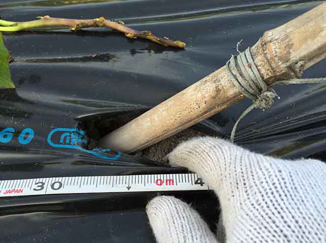 サツマイモ苗を植え付ける穴を棒であける