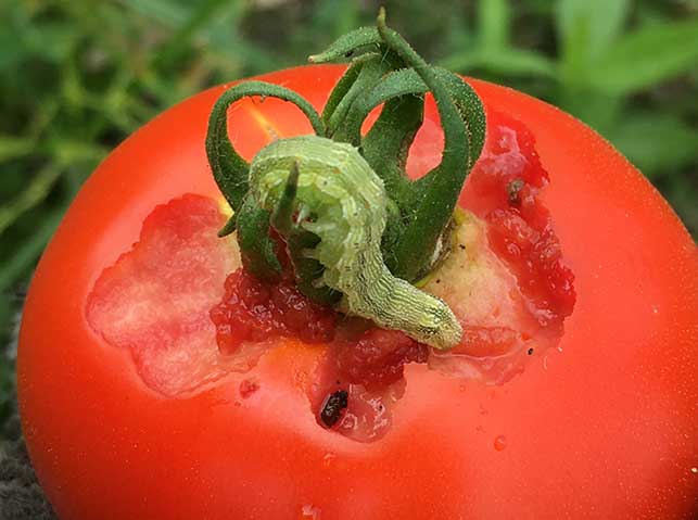 オオタバコガに食害されたトマト