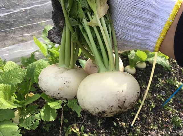 カブ 蕪 の栽培方法 育て方のコツ やまむファーム