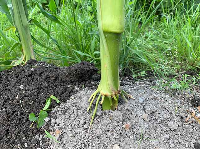 トウモロコシの節から発生する枝根