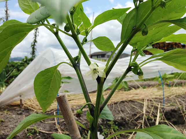 ピーマン パプリカの栽培方法 育て方のコツ やまむファーム