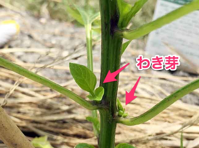 ピーマン・パプリカのわき芽は摘み取る