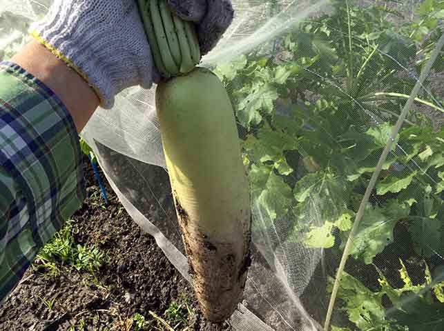 ダイコン 大根 の栽培方法 育て方のコツ やまむファーム