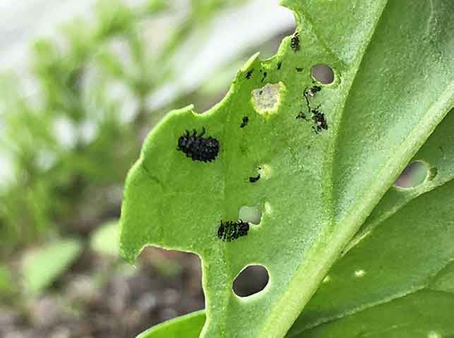 ミブナを食害するダイコンハムシの幼虫