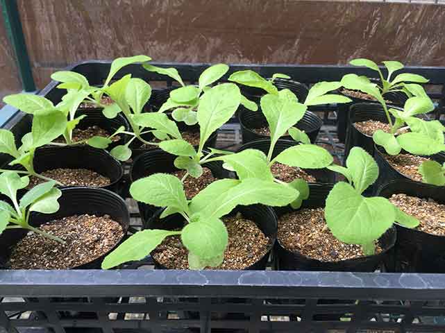 ハクサイ（白菜）の栽培方法・育て方のコツ | やまむファーム