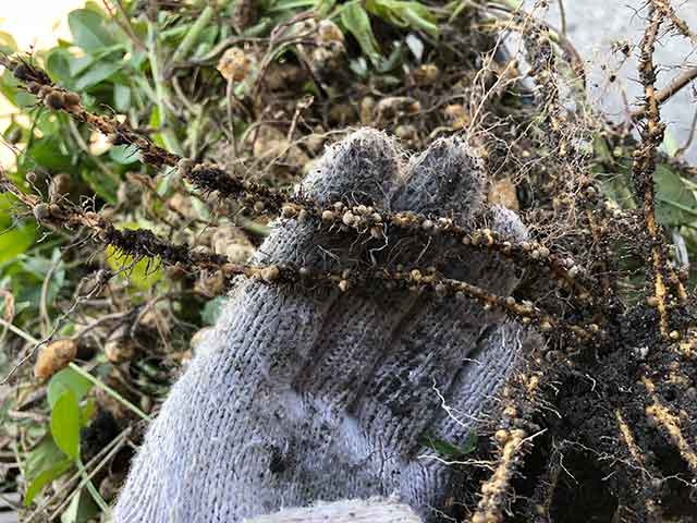 ラッカセイ（落花生）の根に付いている根粒菌