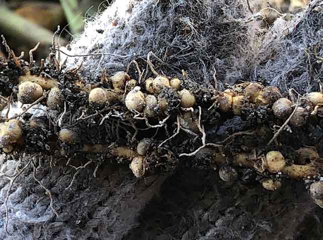 【拡大】ラッカセイ（落花生）の根に付いている根粒菌