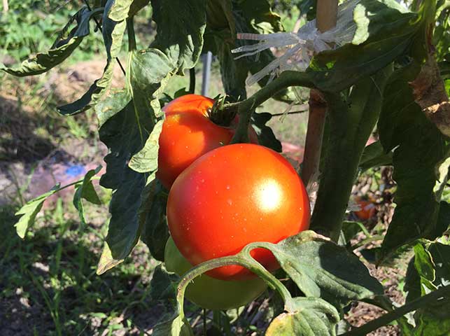 収穫適期の大玉トマト