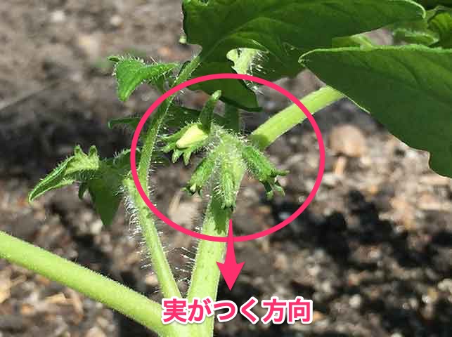 トマトの果房を収穫作業側に植える