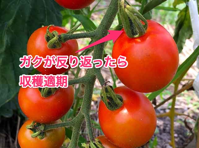 ガクが反り返ったらトマト収穫適期