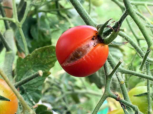 トマトの裂果・割果