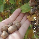 秋の味覚「むかご」のレシピ