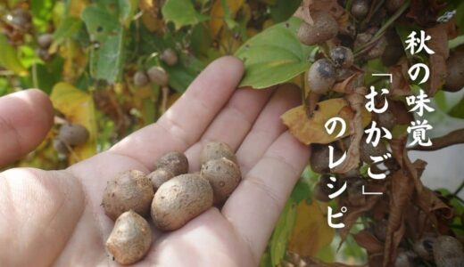 秋の味覚「むかご」のレシピ