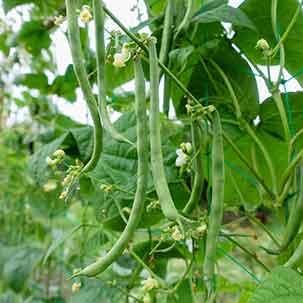 インゲン（いんげん豆）の栽培方法