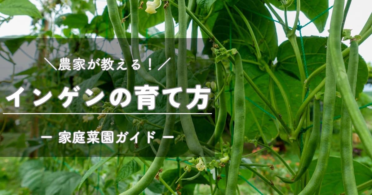 インゲン（いんげん豆）の育て方と栽培のコツ | やまむファーム