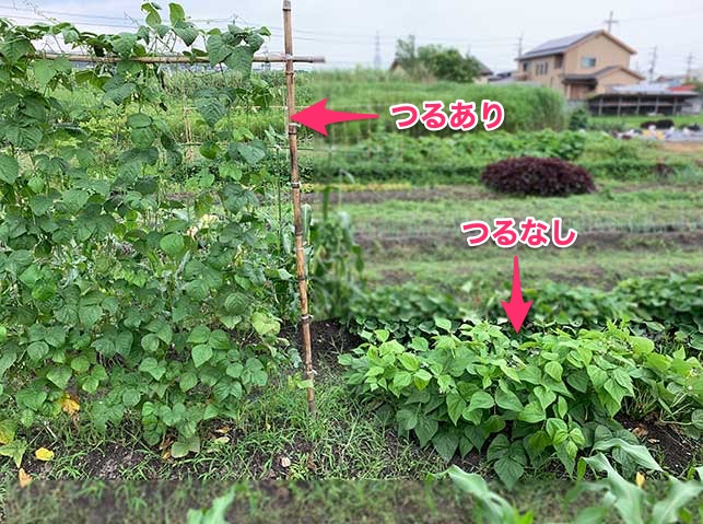 インゲン いんげん豆 の栽培方法 育て方のコツ やまむファーム