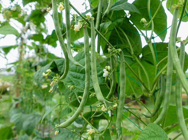 インゲン いんげん豆 の栽培方法 育て方のコツ やまむファーム