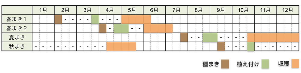 キャベツの栽培時期・栽培スケジュール