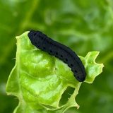 白菜の葉を食害するカブラハバチの幼虫