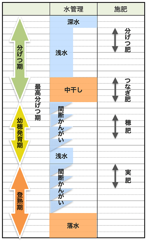 お米作りの一年の流れと作業内容 やまむファーム