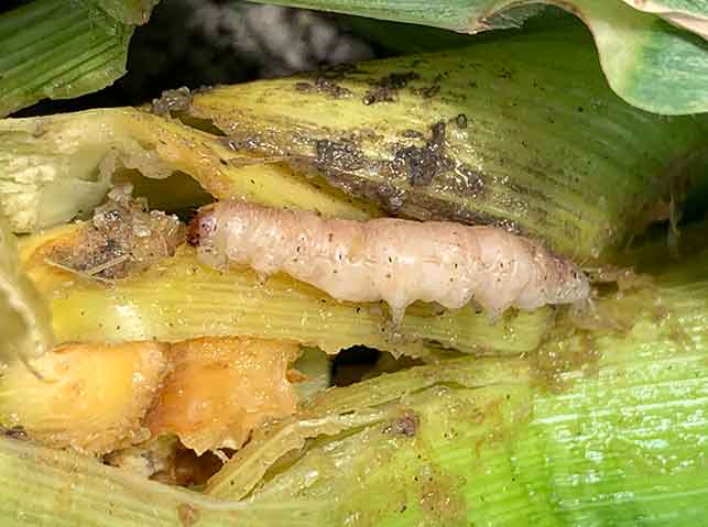 トウモロコシの茎の中を食害するアワノメイガ
