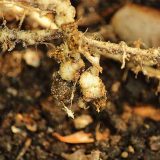根こぶ線虫の被害に遭った野菜の根