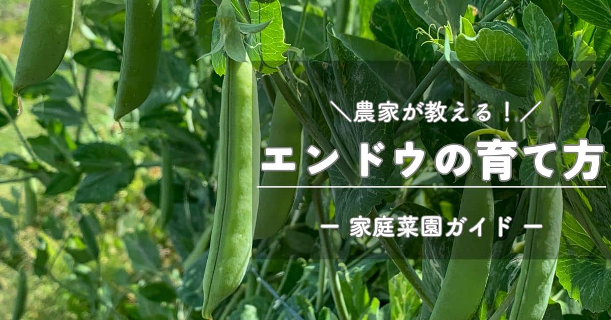 豆の手　きゅうりなどの栽培にも エンドウ（えんどう豆）の育て方と栽培のコツ | やまむファーム