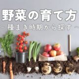 野菜の育て方（種まき時期から探す）