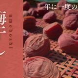 自家製 梅干しの作り方