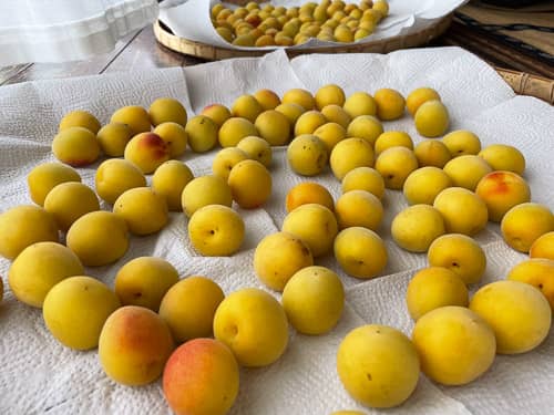 梅干し用の完熟梅(追熟後)