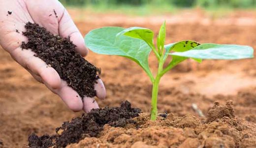 有機肥料の種類と特徴・使い方