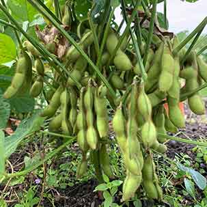 エダマメ（枝豆）の栽培方法