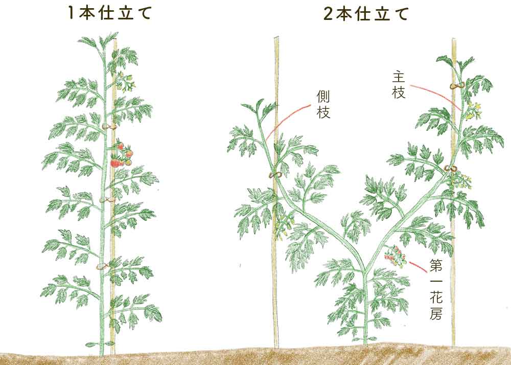 時期 トマト 植え付け トマト苗 植え付けのコツ