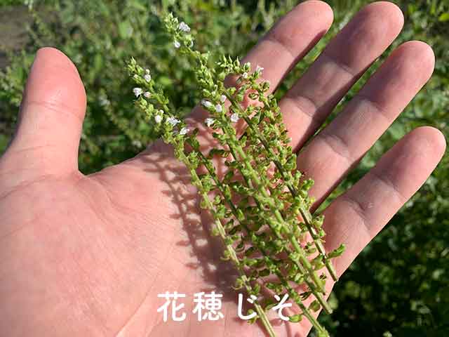 収穫した花穂じそ