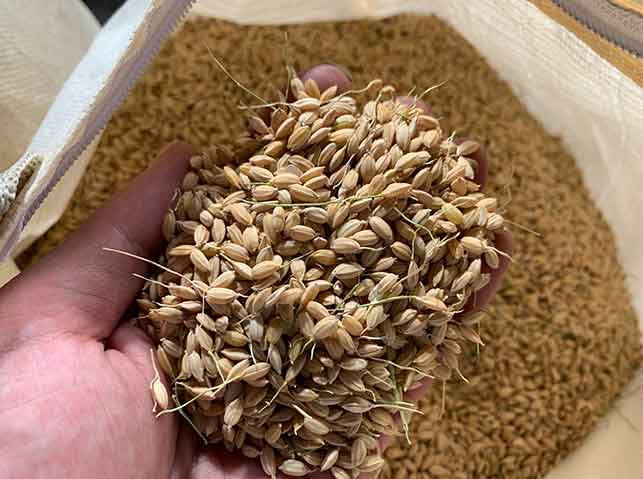 コンバインで収穫・脱穀した籾