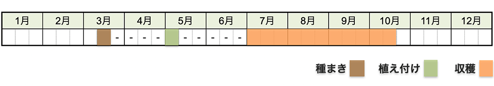 トマトの栽培時期・栽培スケジュール