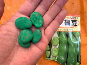ソラマメ(そら豆)の育て方と栽培のコツ | やまむファーム