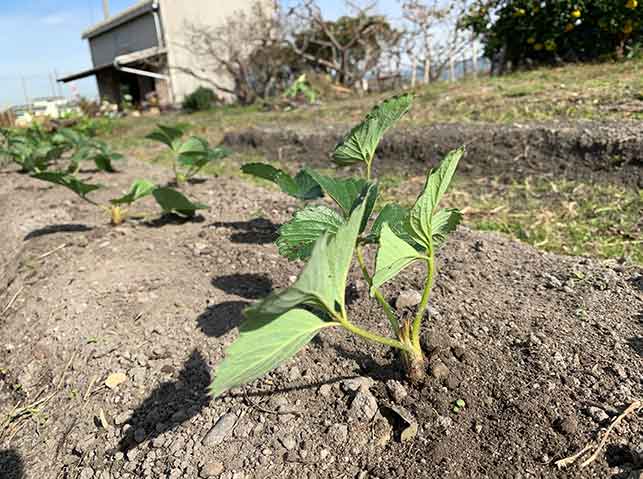 イチゴの栽培方法 育て方のコツ 露地栽培 やまむファーム