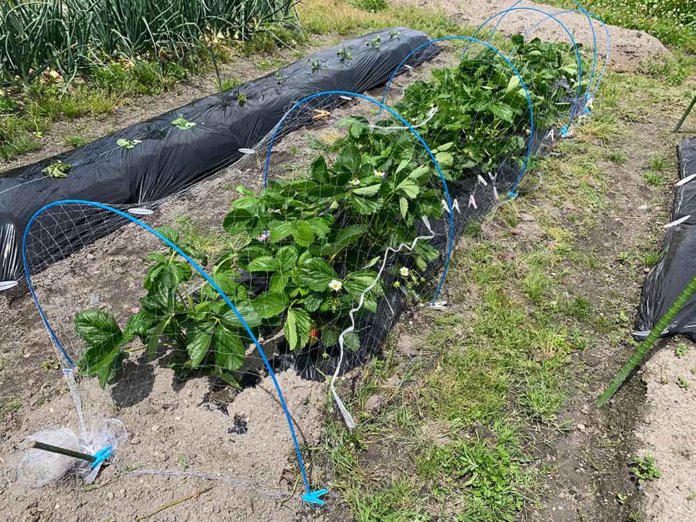 イチゴの栽培方法 育て方のコツ 露地栽培 やまむファーム