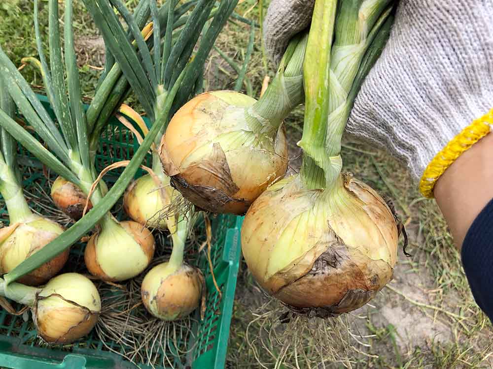 茎 玉ねぎ 玉ねぎ腐る３つの原因と見分け方！保存の方法を工夫して腐るのを抑えた！