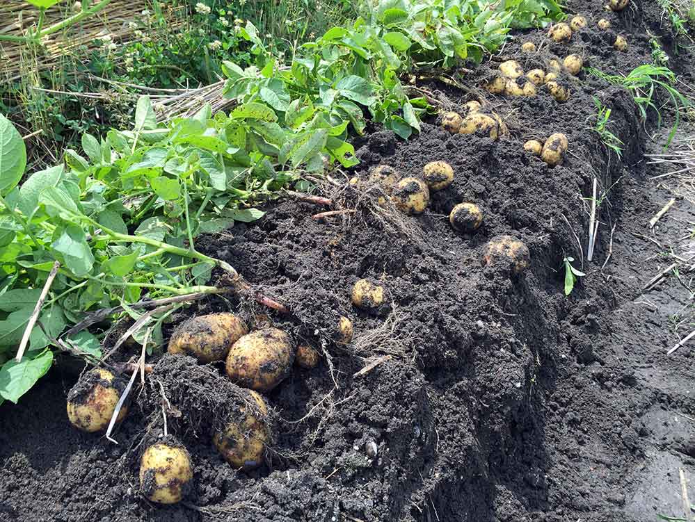 肥料 じゃがいも 春ジャガイモの大きさを左右する4～5月の追肥。上手な追肥方法と注意点。