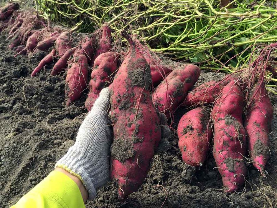 サツマイモを地面に植える  庭園