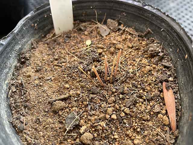 冬に枯れたアスパラガス苗の茎葉を刈り取る