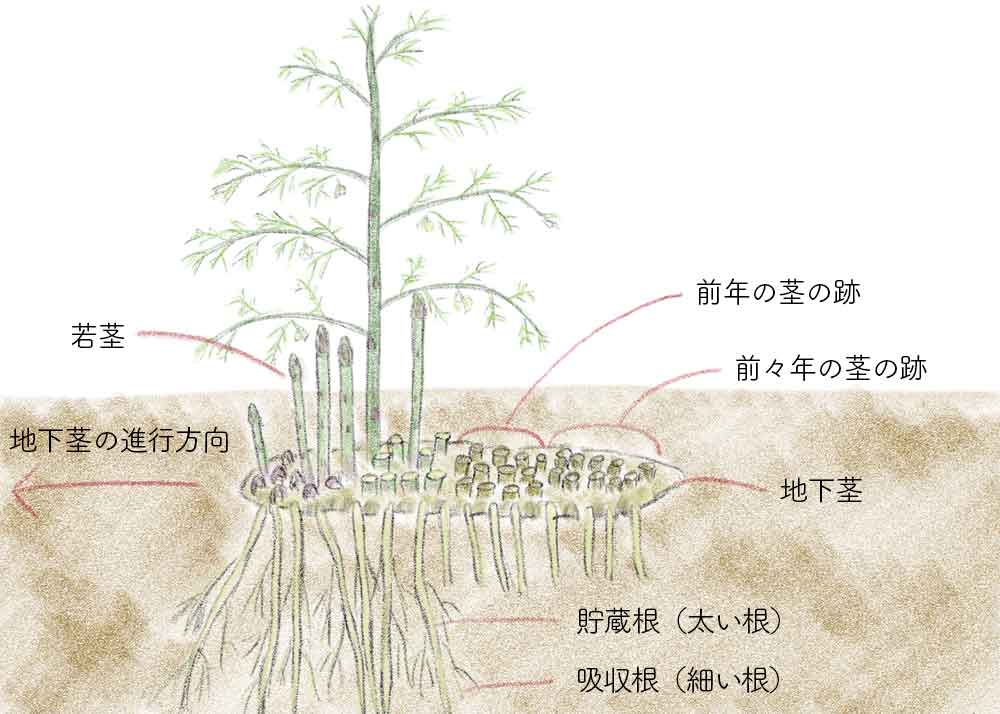 アスパラガスが地下茎から生えている図