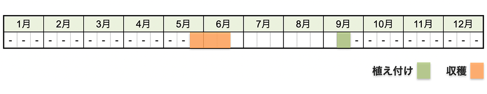 ニンニクの栽培時期・栽培スケジュール
