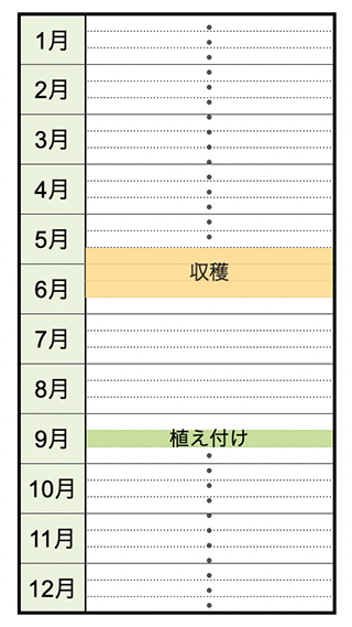 ニンニクの栽培方法 育て方のコツ やまむファーム